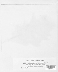 Microsphaera extensa image